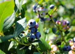 关于进口乌拉圭鲜食蓝莓植物检疫要求的公告