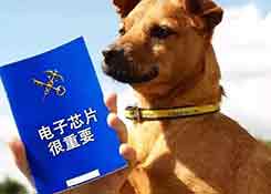 宠物入境有新规 猫狗通关更便利