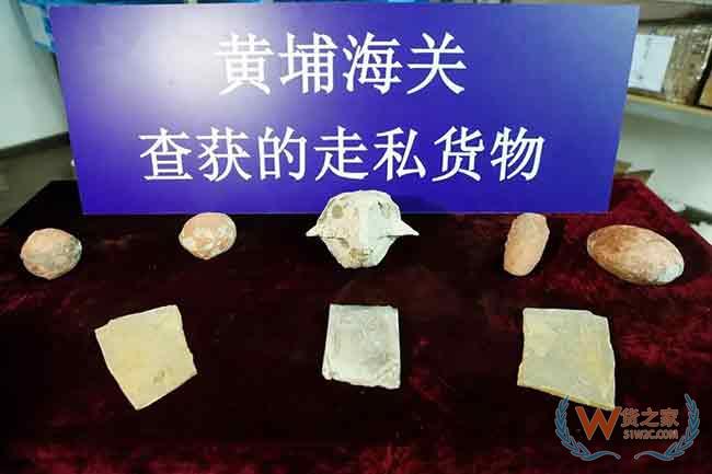  厦门海关在进境集装箱中截获活鼠，广西北海综合保税区—货之家