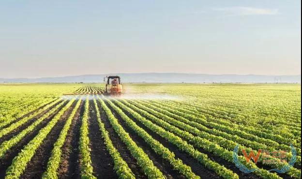 马云、刘强东、丁磊,竟都盯上了养猪生意—货之家 马云、刘强东、丁磊,竟都盯上了养猪生意—货之家