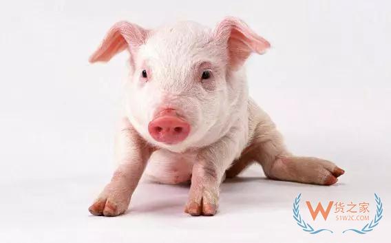 马云、刘强东、丁磊,竟都盯上了养猪生意—货之家 马云、刘强东、丁磊,竟都盯上了养猪生意—货之家