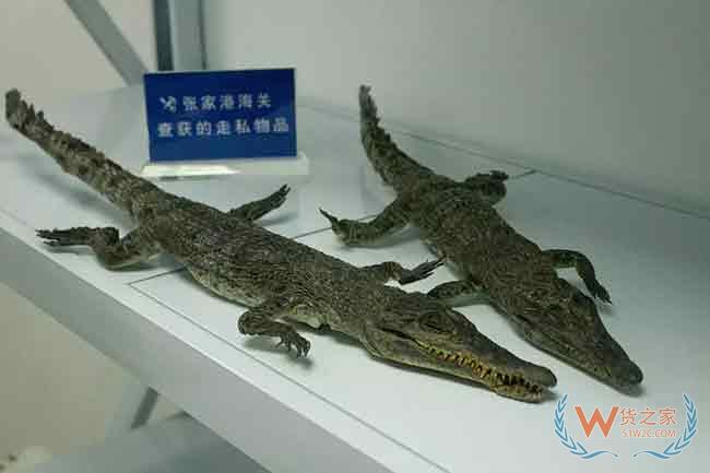 张家港海关查获违法携带入境珍贵野生动物制品12件—货之家 张家港海关查获违法携带入境珍贵野生动物制品12件—货之家
