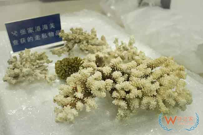 张家港海关查获违法携带入境珍贵野生动物制品12件—货之家 张家港海关查获违法携带入境珍贵野生动物制品12件—货之家