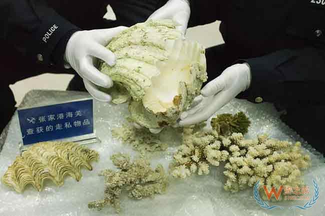 张家港海关查获违法携带入境珍贵野生动物制品12件—货之家 张家港海关查获违法携带入境珍贵野生动物制品12件—货之家