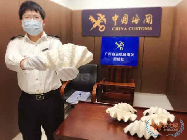 出境游慎买“大贝壳”！广州海关连续查获两起违规携带砗磲入境案—货之家