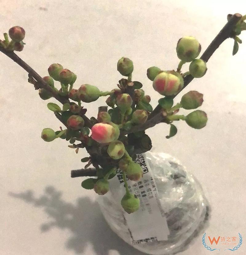 南通海关从入境旅客行李中截获全国首例有害生物木大瘤蚜——货之家