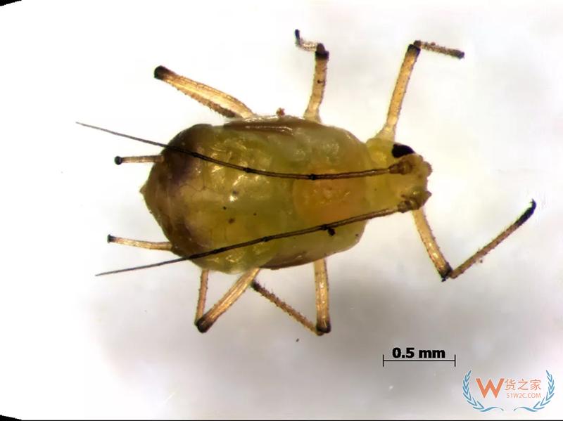南通海关从入境旅客行李中截获全国首例有害生物木大瘤蚜——货之家