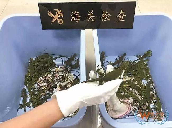 夜读海关 | 广州海关集中销毁312公斤走私毒品；上海海关在入境邮包中查获80只绿鬣蜥—货之家