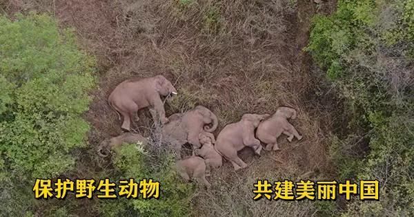 【通关监管】跨境网购的禁区——濒危野生动植物通关规定-货之家