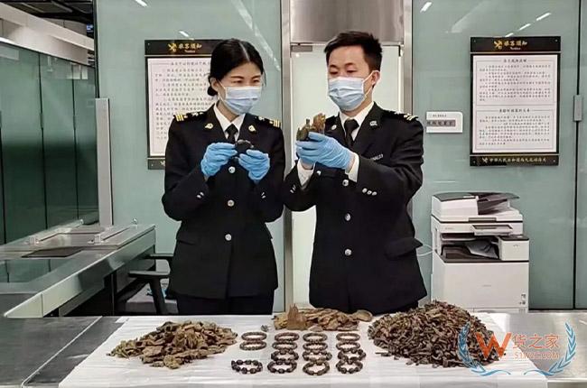 跨境走私濒危物种，违法行为将受到严惩！-货之家