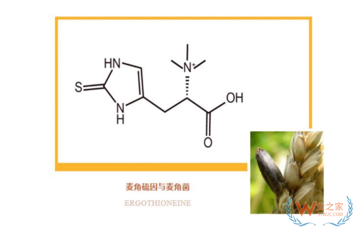 跨境电商进口保健品热门品类，麦角硫因原料成本以量取胜